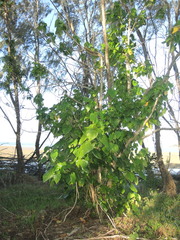 Hernandia nymphaeifolia