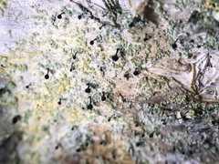 Chaenotheca ferruginea