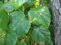 Hernandia nymphaeifolia