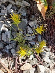 Castilleja flava
