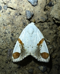 Sphragifera biplagiata