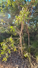 Melaleuca viridiflora
