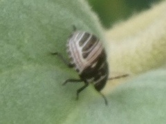 Orsilochides stictica