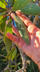 Melaleuca viridiflora