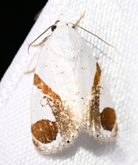 Sphragifera biplagiata