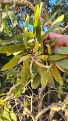 Melaleuca viridiflora