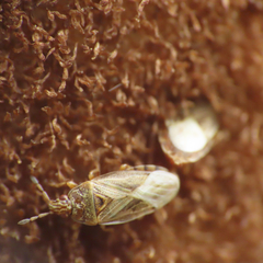 Chilacis typhae