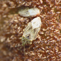 Chilacis typhae