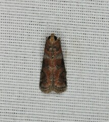 Sciota rubrisparsella