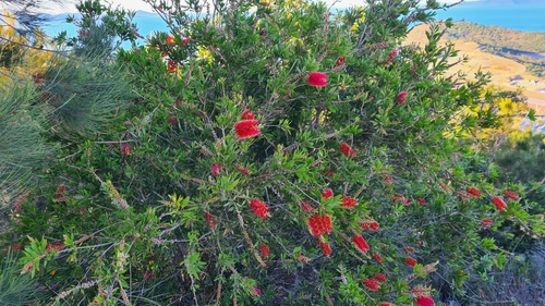 Callistemon hemistictus, 2022-08-16