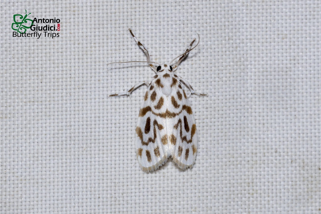 Adites pisina