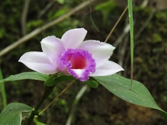 Sobralia decora