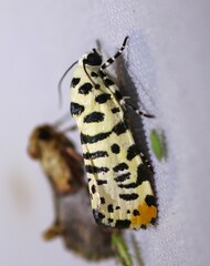 Tarache idella