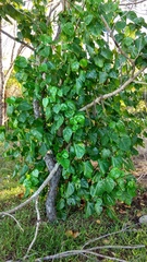 Hernandia nymphaeifolia