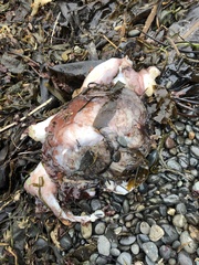 Enteroctopus dofleini