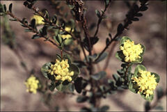 Pimelea flava