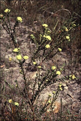 Pimelea flava