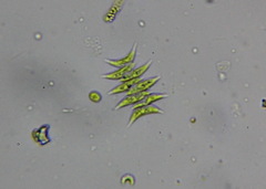 Tetradesmus