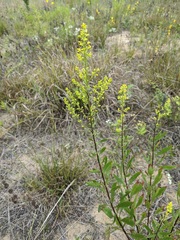 Solidago speciosa rigidiuscula