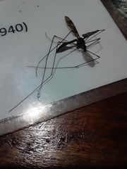 Culiseta longiareolata