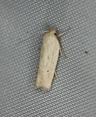 Gonioterma mistrella