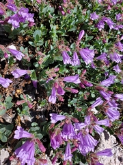 Penstemon ellipticus