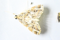 Paracymoriza