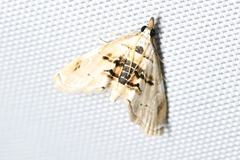 Trichophysetis cretacea