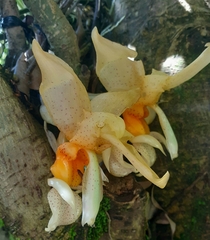 Stanhopea graveolens