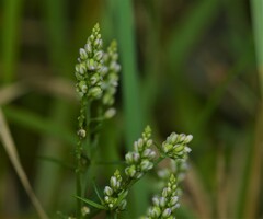 Polygala verticillata