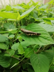 Xenocatantops humilis