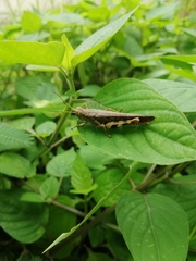 Xenocatantops humilis