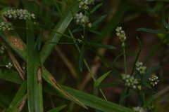 Polygala verticillata