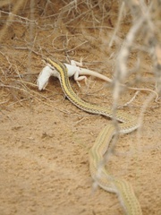 Psammophis lineolatus