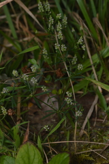 Polygala verticillata