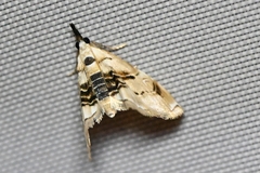 Trichophysetis cretacea