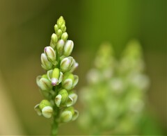 Polygala verticillata