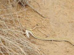 Psammophis lineolatus