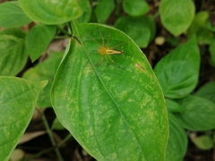 Oxyopes