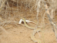 Psammophis lineolatus