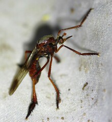 Pseudorus
