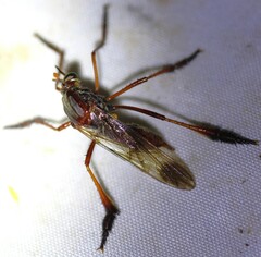 Pseudorus