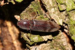 Stenagostus rhombeus