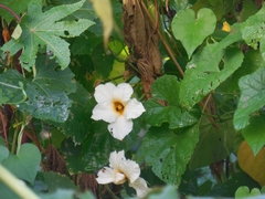 Momordica cochinchinensis