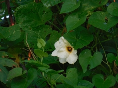 Momordica cochinchinensis