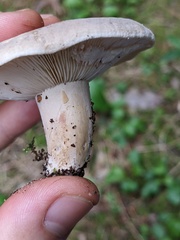 Lactarius fumosus
