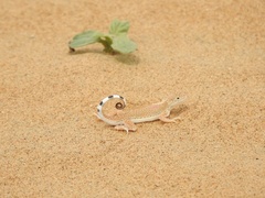 Phrynocephalus interscapularis