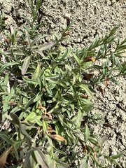 Dyschoriste linearis