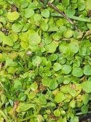 Pogogyne serpylloides