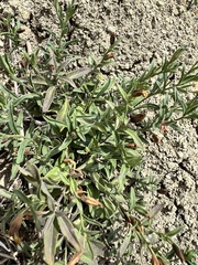 Dyschoriste linearis